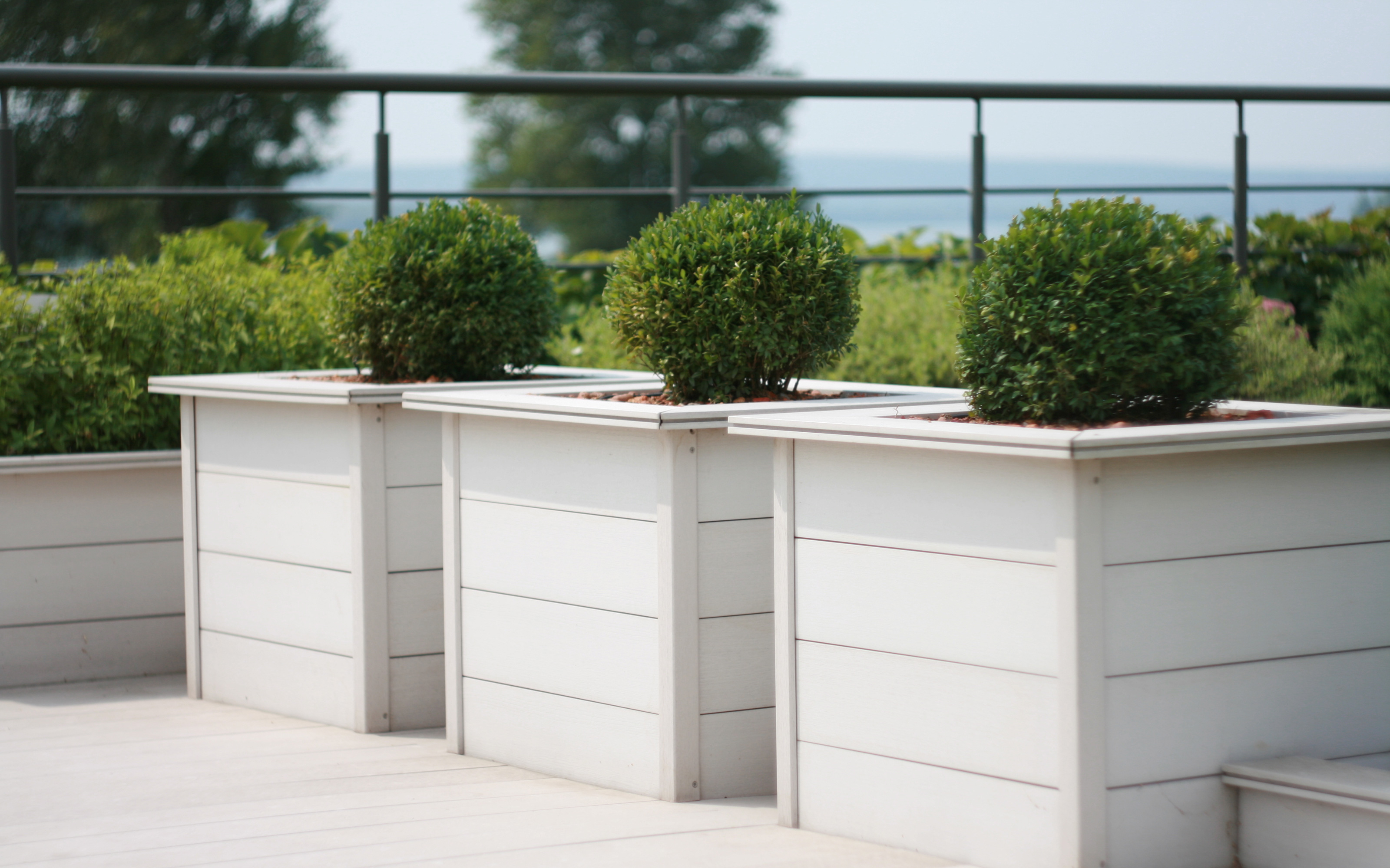 Box trees in planters add structure to the green roof. Box trees in wooden planters on a roof
